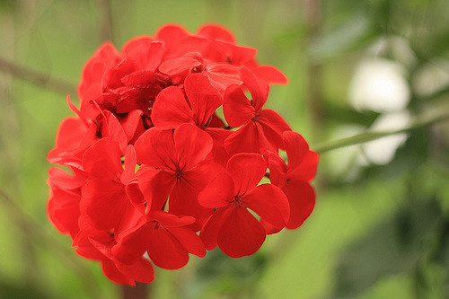 3623831549_c3bb9bca45_z