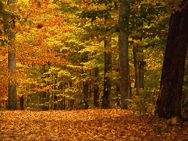 ShamelessBaggyAmericancrow